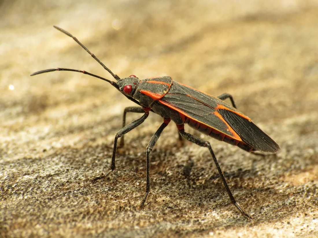 Boxelder bugs identification reference