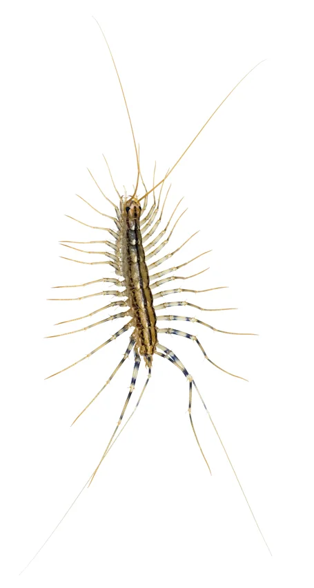Centipedes identification reference