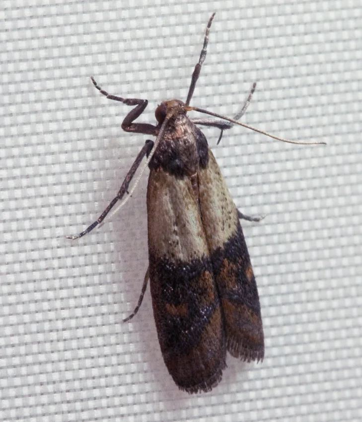 Indian meal moths identification reference