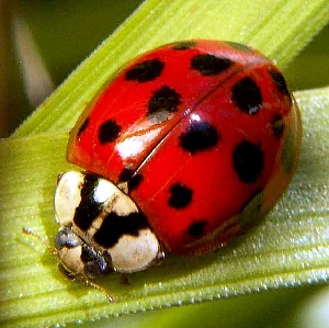Ladybugs identification reference