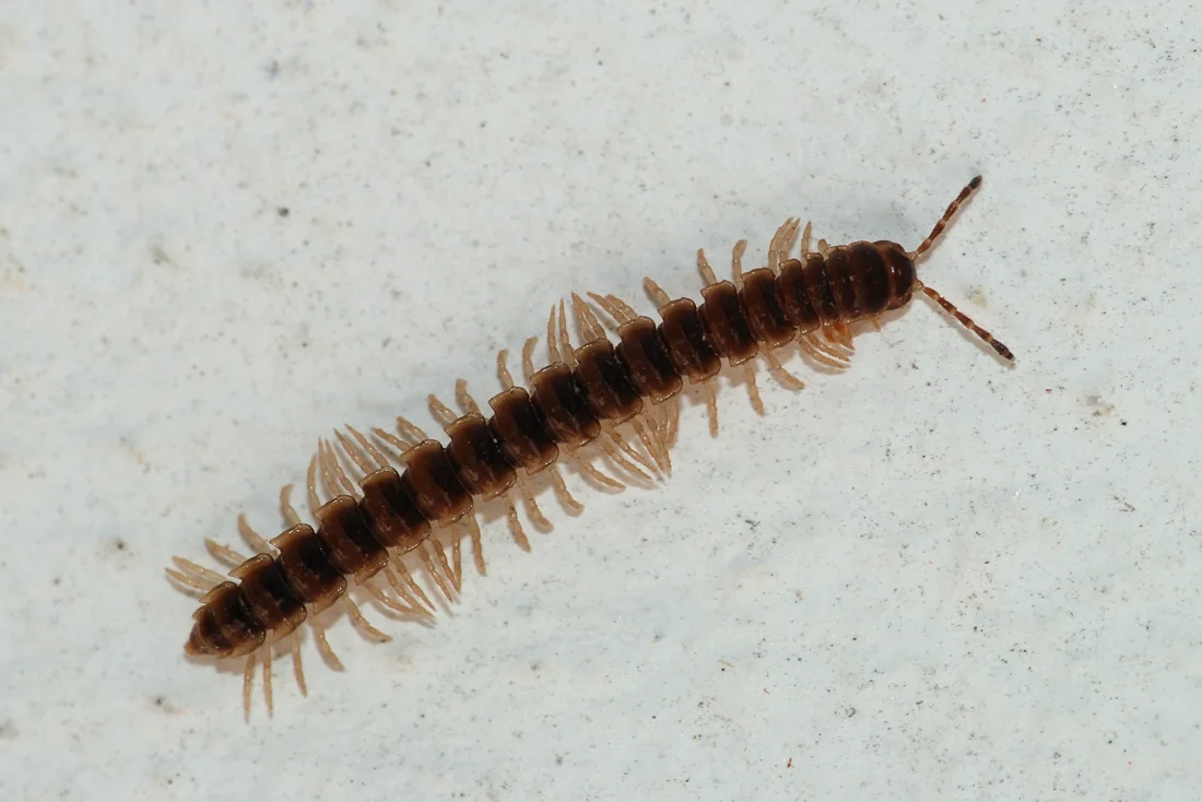 Millipedes identification reference