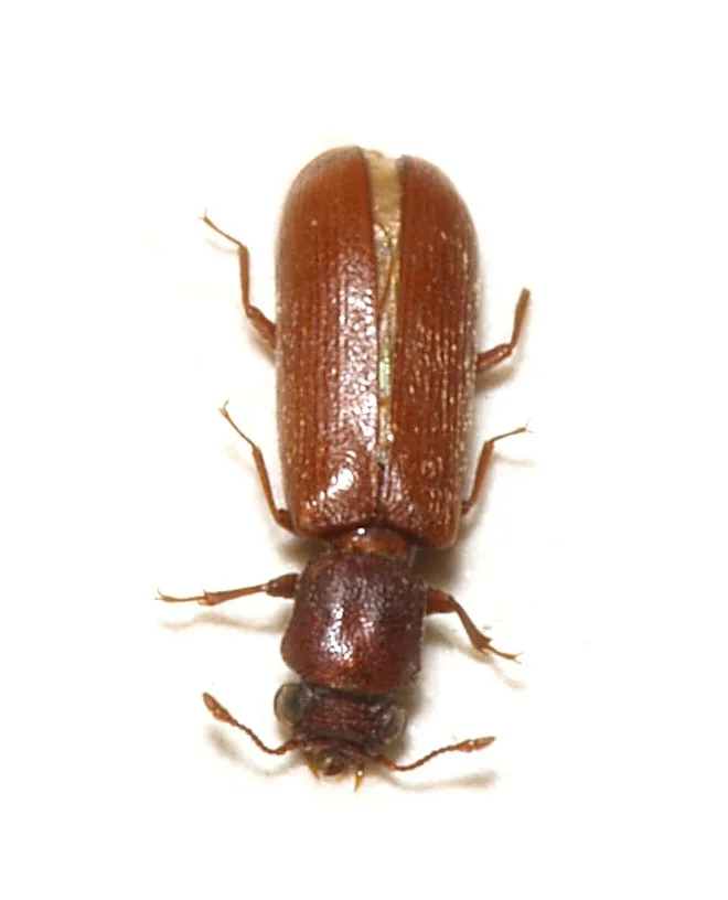 Powderpost beetles identification reference