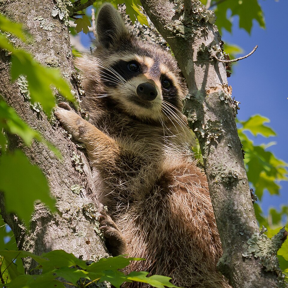 Raccoon resting in the branches of a tree