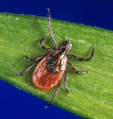 Ticks identification reference